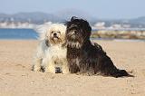 LHASSA APSO 313
